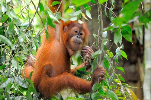 wwf-identifikasi-29-orangutan-taman-nasional-sebangau | Berita Positive 