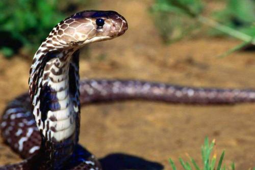ilmuwan-ungkap-misteri-hilangnya-kaki-ular | Berita Positive 
