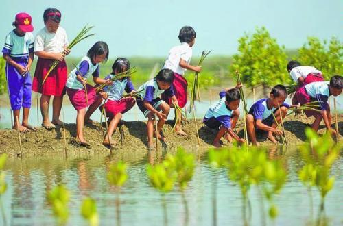 rawat-mangrove-muliakan-hidup | Berita Positive 