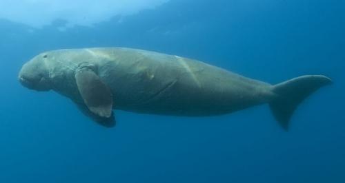 dugong-nyaris-punah-akibat-pencemaran-laut-di-semenanjung-malaka | Berita Positive 