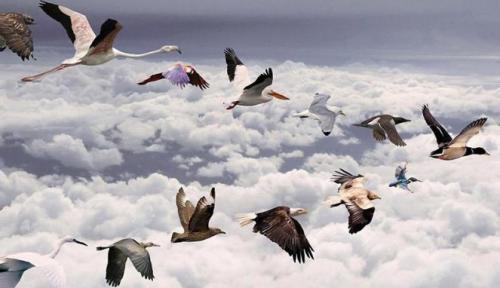 belajar-menghemat-energi-dari-burung-saat-bermigrasi | Berita Positive 