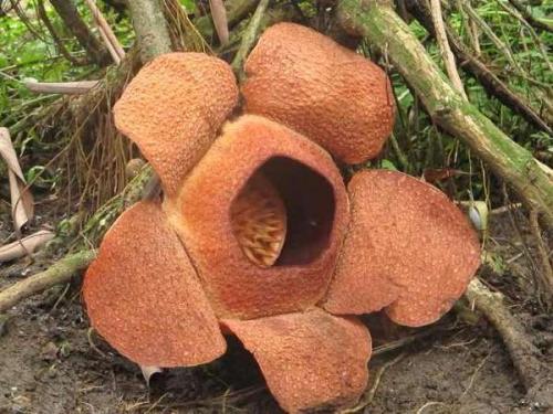 bengkulu-siap-gelar-festival-bumi-rafflesia | Berita Positive 