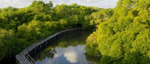 wwf-gandeng-perusahaan-kelola-hutan-mangrove | Berita Positive 