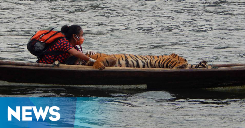 dokter-seperahu-dengan-harimau-jadi-perbincangan-netizen | Berita Positive 