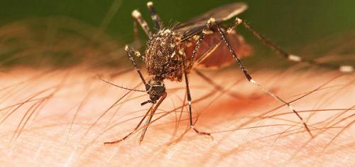 ilmuwan-hasilkan-strain-nyamuk-dengan-gen-pemblokir-malaria | Berita Positive 